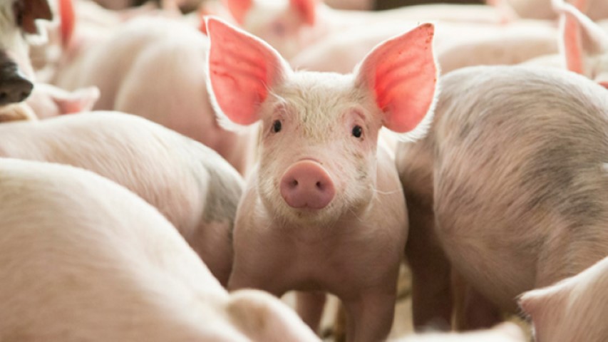 বিশ্বে প্রথমবার মানবদেহে শূকরের ফুসফুস প্রতিস্থাপন